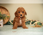 Small #1 Goldendoodle (Miniature)