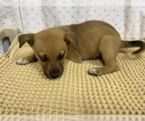 German Shepherd Dog Dogs for adoption in Modesto, CA, USA