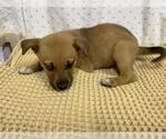 Small German Shepherd Dog