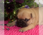 Small Photo #2 French Bulldog Puppy For Sale in COLONIAL BCH, VA, USA