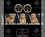 Puppy Finny AKC Poodle (Miniature)
