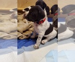 Small Photo #1 German Shorthaired Pointer Puppy For Sale in BLUE SPRINGS, MS, USA