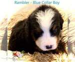 Small Photo #9 Bernese Mountain Dog Puppy For Sale in CLINTON, MO, USA