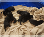 Small Photo #2 Rottweiler Puppy For Sale in RACINE, WI, USA