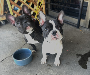French Bulldog Puppy for Sale in HUNTINGTON BEACH, California USA