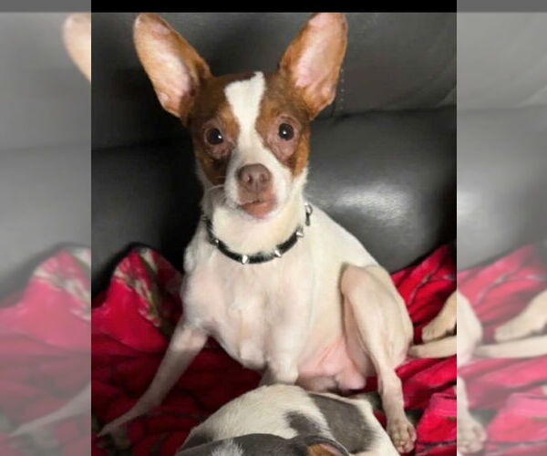 Medium Photo #1 Chihuahua-Unknown Mix Puppy For Sale in Sanford, FL, USA