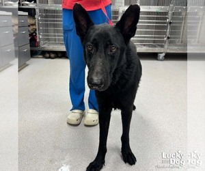 Mutt Dogs for adoption in Washington, DC, USA