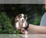 Small Photo #10 Miniature Australian Shepherd Puppy For Sale in PLANT CITY, FL, USA