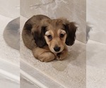 Puppy Puppy 1 Dachshund