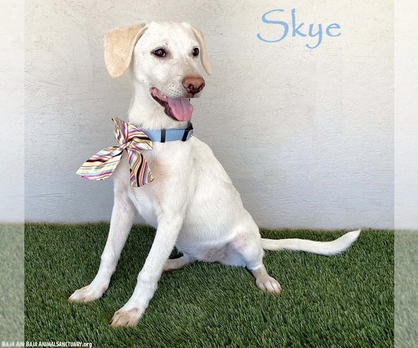 Medium Photo #1 Mutt Puppy For Sale in San Diego, CA, USA