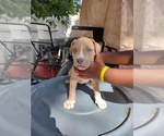 Small Photo #6 American Pit Bull Terrier Puppy For Sale in BALTIMORE, MD, USA