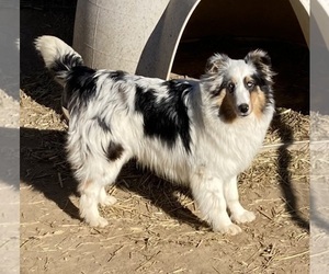Mother of the Shetland Sheepdog puppies born on 06/16/2025