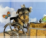 Small #25 Yorkshire Terrier