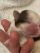 Small Photo #46 Shih Tzu Puppy For Sale in AVONDALE-GOODYEAR, AZ, USA