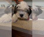 Small Shih Tzu Mix