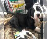 Small Photo #9 Great Dane Puppy For Sale in HOUGHTON LAKE, MI, USA