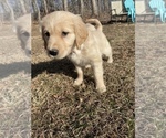 Small #2 Golden Retriever