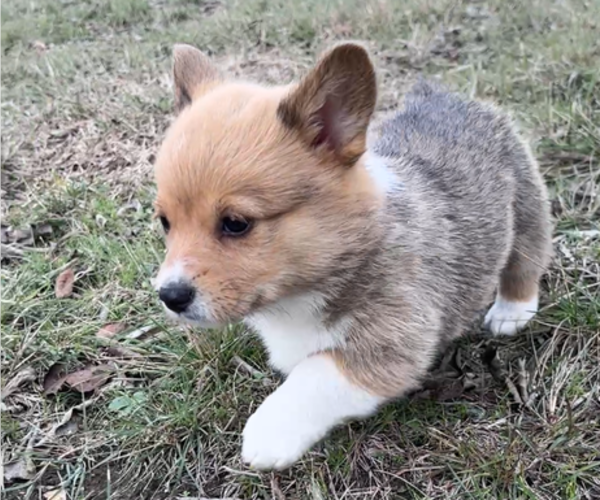 Medium Photo #2 Pembroke Welsh Corgi Puppy For Sale in MIDLOTHIAN, TX, USA