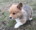 Small #1 Pembroke Welsh Corgi