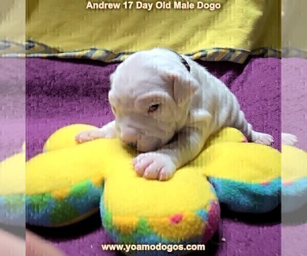 Medium Photo #37 Dogo Argentino Puppy For Sale in JANE, MO, USA