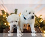 Small Photo #14 Labrador Retriever Puppy For Sale in LOGAN, UT, USA