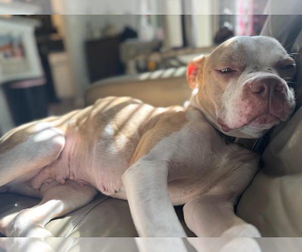 Medium Photo #2 Boxer-Unknown Mix Puppy For Sale in Holly Springs, NC, USA