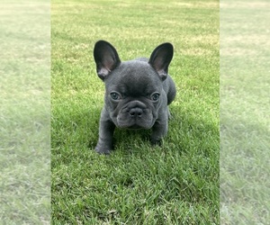 French Bulldog Puppy for sale in BENTONVILLE, AR, USA