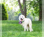Small #3 Great Pyrenees