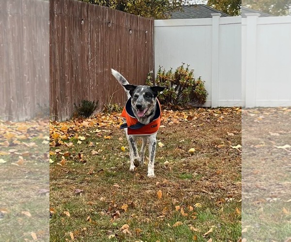 Medium Photo #4 Labrador Retriever-Unknown Mix Puppy For Sale in Westwood, NJ, USA