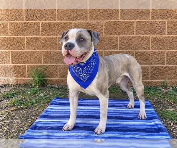 Medium Photo #1 Mutt Puppy For Sale in Orange, CA, USA