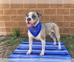 Mutt Dogs for adoption in Orange, CA, USA