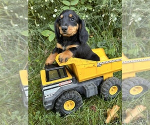 Dachshund Puppy for sale in MIDDLEBURY, IN, USA