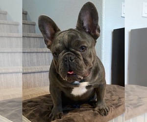 Father of the French Bulldog puppies born on 06/01/2022