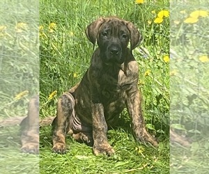 Presa Canario Puppy for sale in ANSON, ME, USA