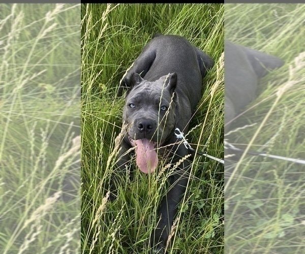 Medium Photo #18 Cane Corso Puppy For Sale in ANDERSON, IN, USA