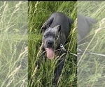 Small #17 Cane Corso