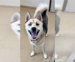 Small Siberian Husky Mix