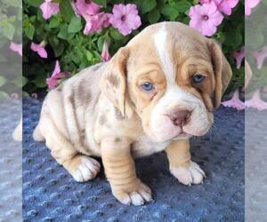 Beabull Puppy for sale in ARTHUR, IL, USA