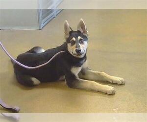 Gerberian Shepsky Dogs for adoption in Sacramento, CA, USA