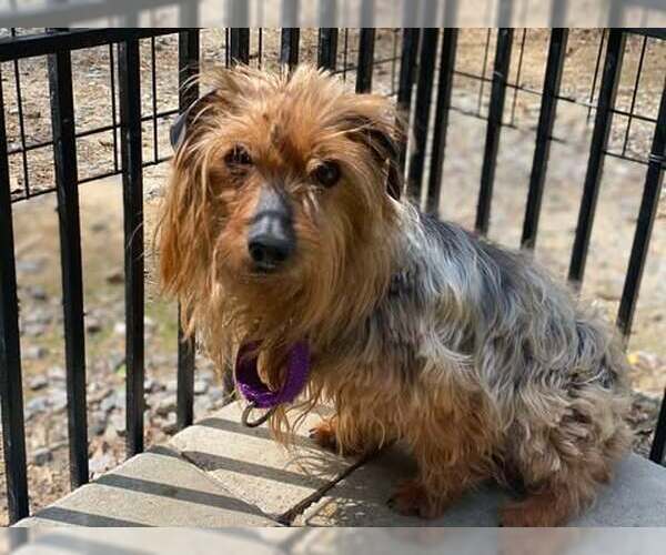 Medium Photo #2 Mutt Puppy For Sale in Lewistown, PA, USA