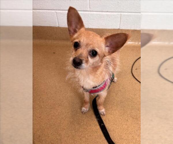 Medium Photo #1 Chihuahua-Unknown Mix Puppy For Sale in Derwood, MD, USA