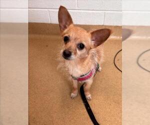Chihuahua-Unknown Mix Dogs for adoption in Derwood, MD, USA