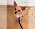 Small Chihuahua Mix