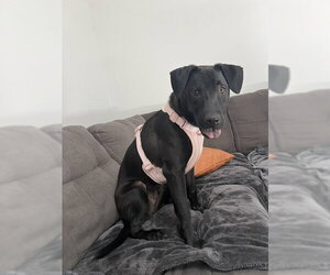 Oregano - TRAINING CAMP - Male Catahoula Leopard Dog-Unknown Mix Dog for Adoption - Photo #9