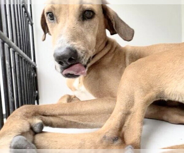 Medium Photo #1 Redbone Coonhound Puppy For Sale in Houston, TX, USA