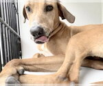 Small Redbone Coonhound