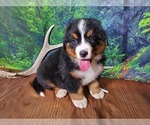 Small Photo #9 Bernese Mountain Dog Puppy For Sale in PEYTON, CO, USA