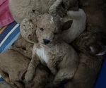 Small Photo #10 Goldendoodle (Miniature) Puppy For Sale in LINWOOD, MI, USA