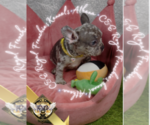 Small Photo #12 French Bulldog Puppy For Sale in ATHENS, GA, USA