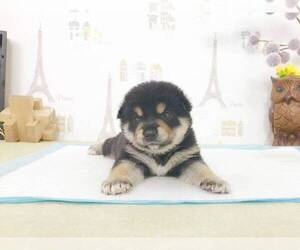 Shiba Inu Puppy for sale in MANHATTAN, NY, USA